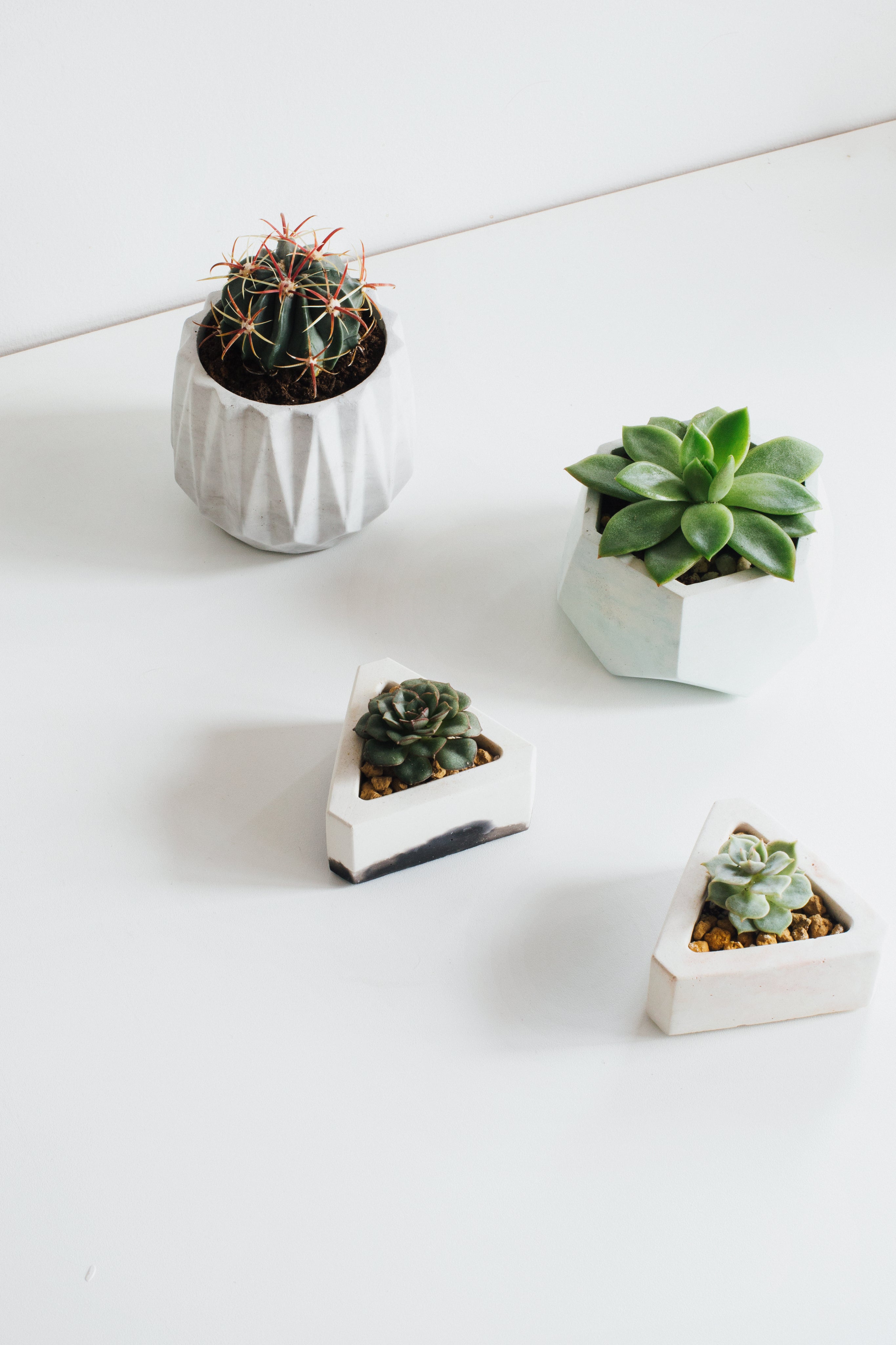 A close-up of various succulents in small ceramic pots, showcasing a variety of shapes, sizes, and shades of green and purple. The plants are arranged neatly on a wooden surface with soft natural lighting.